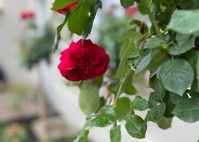 Hofquartier Schwerin (Mecklenburg-Vorpommern)